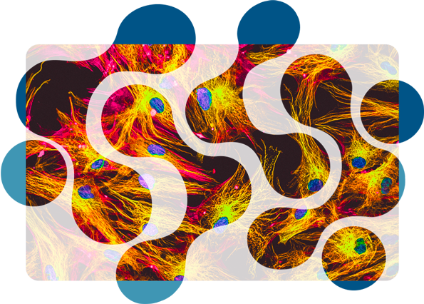 Cell line development